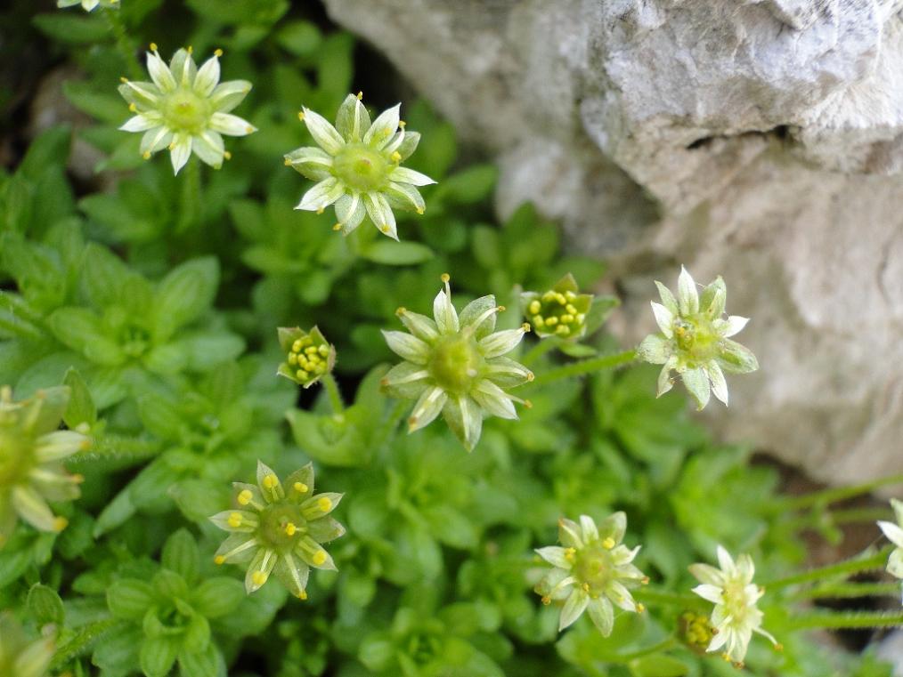 Saxifraga sedoides / Sassifraga setolosa